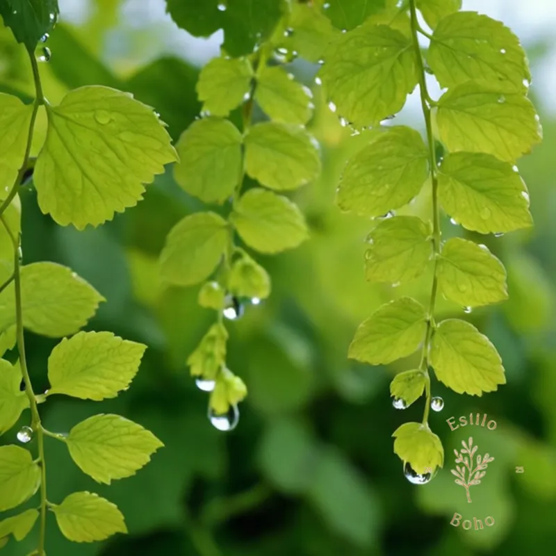 3 blooming, happy vines with droplets on lush green leaves.